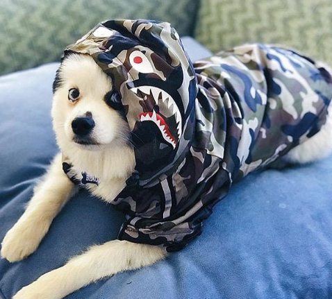 Dog Waterproof Jacket for Pets
